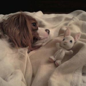 Meet your Posher, Joy